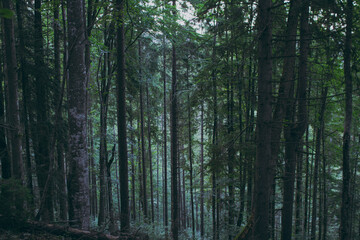 Fototapeta premium Various forest and mountain plants