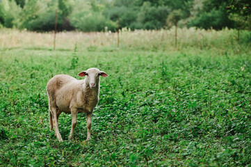Portrait of a sheep on the grass, at the Slovakia farm, selective focus, - Powered by Adobe
