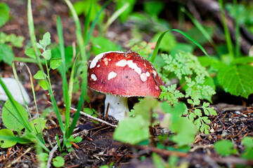 mushroom in the forest