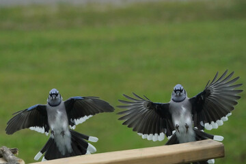 Two Blue Jays landing on feeder