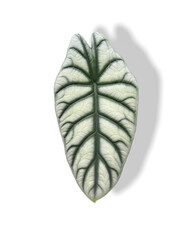Alocasia baginda silver dragon leaf on white background.
