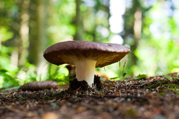 mushroom in the forest