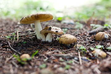 mushrooms in the forest