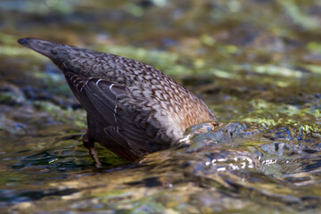 Wasseramsel (Cinclus cinclus)