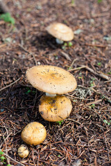 mushroom in the forest