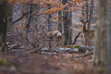 Ein Sprung Rehe (Capreolus capreolus)