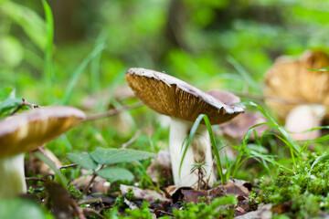 mushroom in the forest