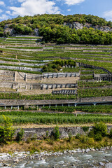 Vignobles en terrasse à Aigle en Suisse