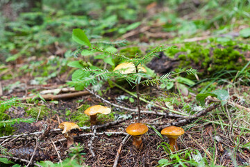 mushroom in the forest
