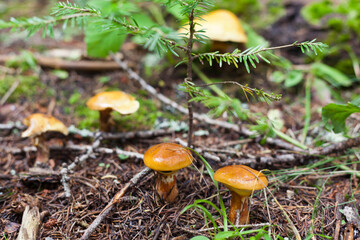 mushroom in the forest