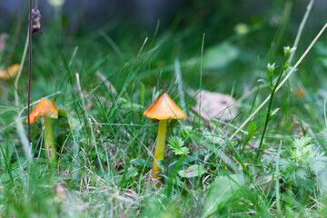 mushroom in the forest