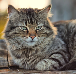 portrait of a cat