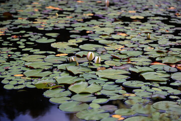 Water lilies at Algonquin Provincial Park, Canada