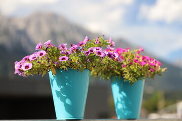 flowers in a vase