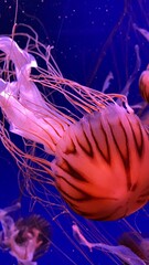 jellyfish in aquarium