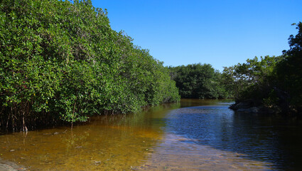 Mangroves on the shores of the ocean at Playa esmeralda, Cuba