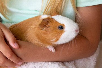 A guinea pig sits in the hands of the hostess. A little girl holds a red-and-white guinea pig in her arms. High quality photo