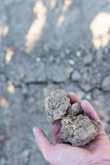Fototapeten Handful of dried out clay soil with a sunny background in the Betuwe The Nethelands © HildaWeges