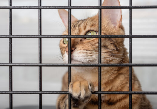 The muzzle of a sad cat is visible through the bars of the pet shelter.  Stock Photo | Adobe Stock