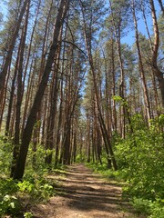Obraz premium path in the forest