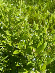 green leaves background