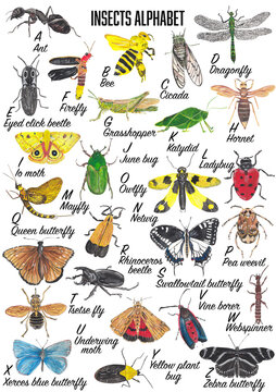Insects Alphabet with colorful and bright hand painted illustrations of bugs, beetles and butterflies. Each insect for each letter of english alphabet. Printable poster, nursery decor, home wall art.
