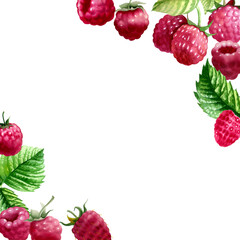Botanical watercolor illustration of red raspberry.