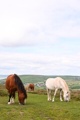horses in the field