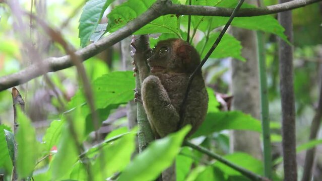 Frightened tarsier monkey opens his mouth while holding onto branch at Philippine Tarsier Sanctuary in Bohol Island, Philippines