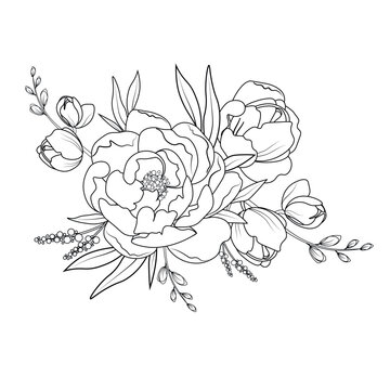 Drawing and sketch of wild rose flowers with a line drawing on a white background.