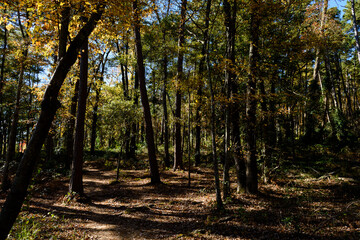 Fall Foliage-DFSP-3317