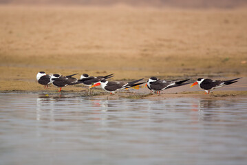 Indian skimmer or Indian scissors-bill (Rynchops albicollis) observed on the banks of the Chambal river near Bharatpur in Rajasthan, India