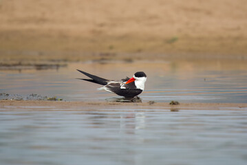 Indian skimmer or Indian scissors-bill (Rynchops albicollis) observed on the banks of the Chambal river near Bharatpur in Rajasthan, India