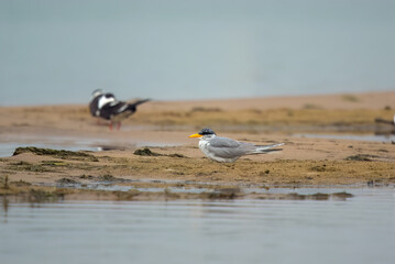 Indian river tern or just river tern (Sterna aurantia) observed on the banks of Chambal river near Bharatpur in Rajasthan, India