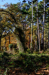 Fall Foliage-DFSP-3322