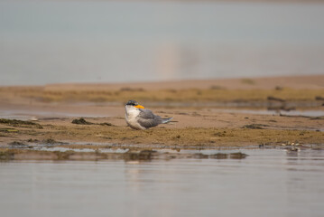 Indian river tern or just river tern (Sterna aurantia) observed on the banks of Chambal river near Bharatpur in Rajasthan, India