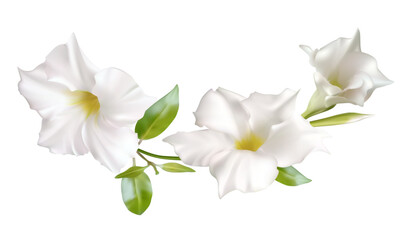 Beautiful tropical flowers. White. Green. Floral background. Isolated. Leaves.