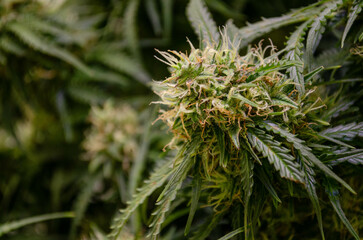 weed growing indoor, rkiem flowering buds