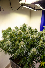 weed growing indoor, rkiem flowering buds