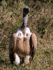 Portrait of an African white-backed vulture living in the wildlife in the African savannah, where it feeds on the carrion of other animals.