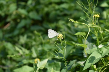 Butterfly on a flower