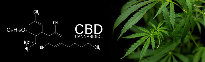 Naklejka na ściany i meble CBD or THC cannabis addiction or alternative health - banner design