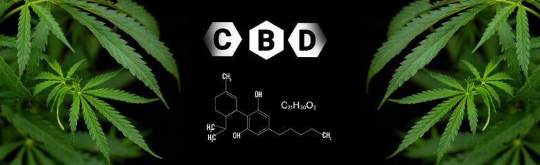 CBD or THC cannabis addiction or alternative health - banner design