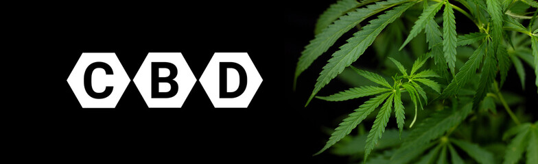 CBD or THC cannabis addiction or alternative health - banner design