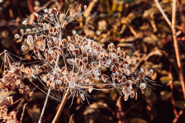 close up of a plant in autumn