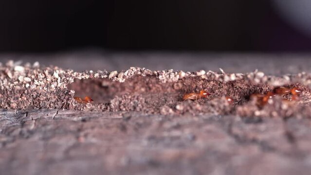 Group of the small termite, Termites are social creatures that damage people's wooden houses because they eat wood,