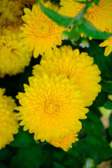 Bouquet bright yellow dahlia flowers closeup.
