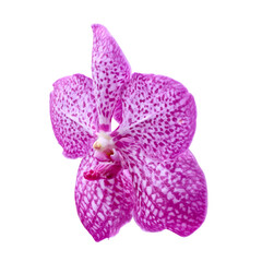 light and dark pink spotted orchid with white heart