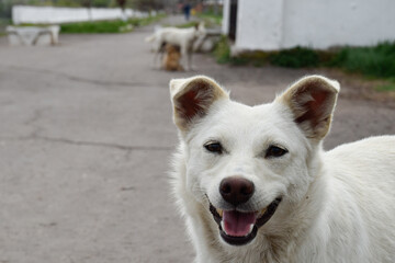 Obraz premium Cute smiling white dog stray in the city