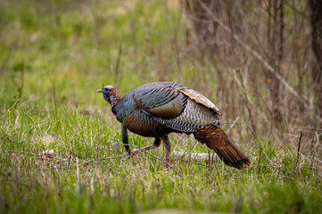 Male turkey makes way through the forest with large feathers closed